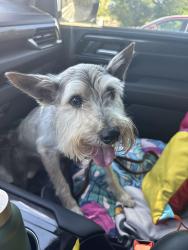 Reunited Male Dog last seen N Bailey Ave and Eastwood, Fort Worth, TX 76107