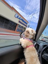 Reunited Female Dog last seen Fernwood Ave, Birch St, Lynwood, CA 90262