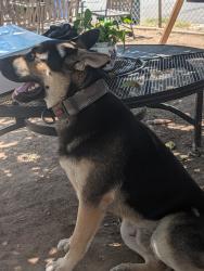 Lost Male Dog last seen Near Folsom, East Los Angeles, CA 90022