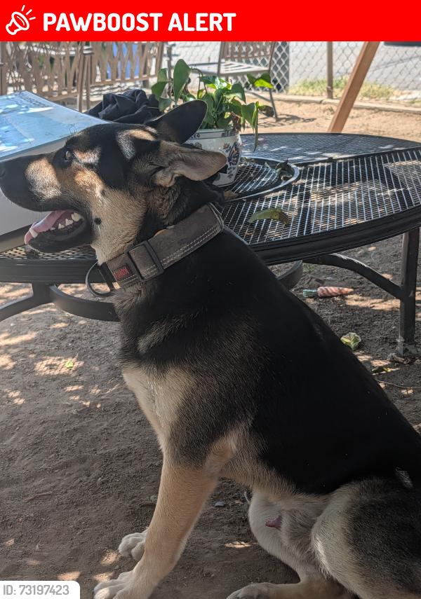 Lost Male Dog last seen Near Folsom, East Los Angeles, CA 90022