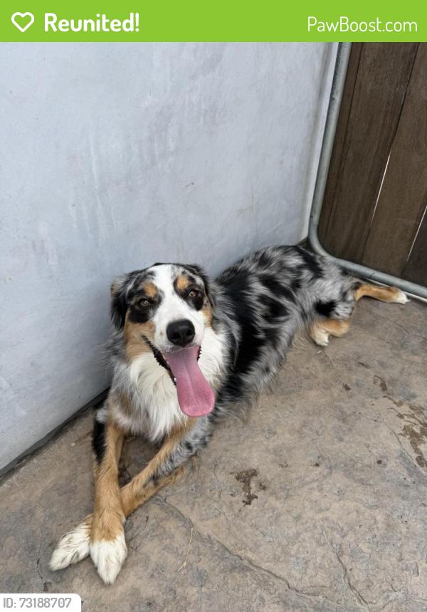 Reunited Male Dog last seen Target, Buena Park, CA 90620