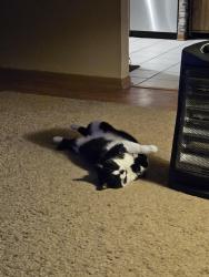 Reunited Female Cat last seen Fowler and HWY 311., Walnut Cove, NC 27052