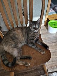 Reunited Female Cat last seen 29th Ave and 44th.St, Vancouver, WA 98663