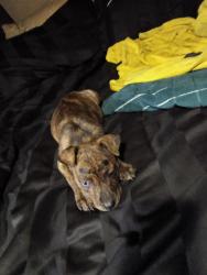 Lost Male Dog last seen Massey hill, Fayetteville, NC 28305