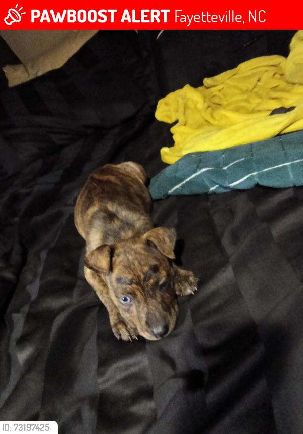 Lost Male Dog last seen Massey hill, Fayetteville, NC 28305