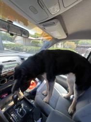 Found/Stray Female Dog last seen Woodrow/Armacost, San Diego, CA 92114