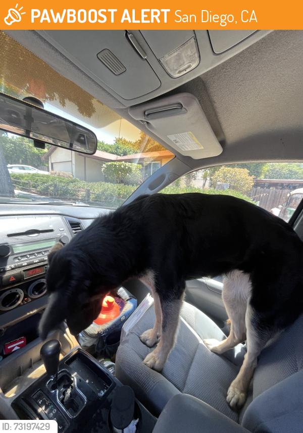Found/Stray Female Dog last seen Woodrow/Armacost, San Diego, CA 92114