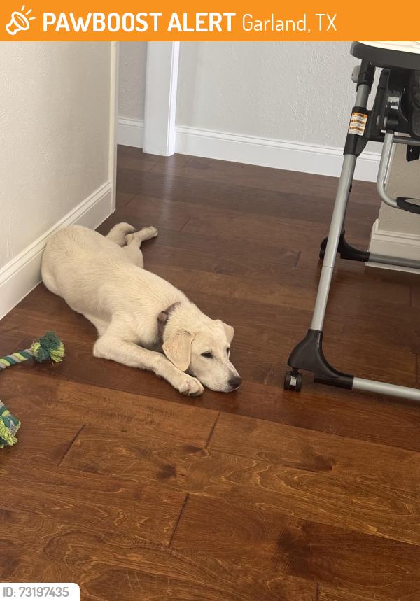 Found/Stray Female Dog last seen Freeport Dr, Garland, TX 75043