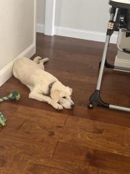 Found/Stray Female Dog last seen Freeport Dr, Garland, TX 75043