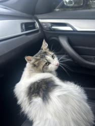 Reunited Female Cat last seen Anthony and johnson, Aloha, OR 97003