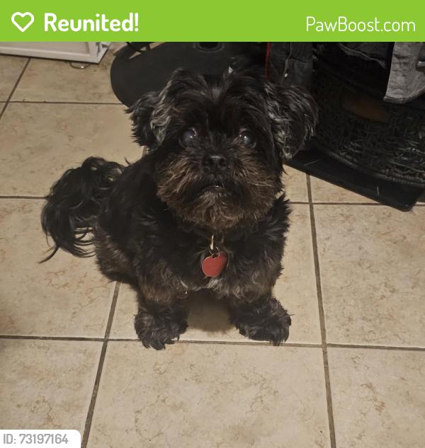 Reunited Male Dog last seen Close to Fire station on Trafalgar, Bella Vista, AR 72714