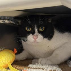 Shelter Stray Male Cat last seen Near BLOCK MENDON LN #2 , LAS VEGAS NV 89156, 655 N Mojave Rd, Las Vegas, NV 89101, USA