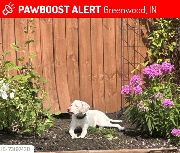 Lost Female Dog last seen Near Cypress West, Greenwood, Greenwood, IN 46143