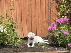 Lost Female Dog last seen Near Cypress West, Greenwood, Greenwood, IN 46143