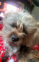 Lost Female Dog last seen Sea spray dog sanctuary, Bexar County, TX 78264