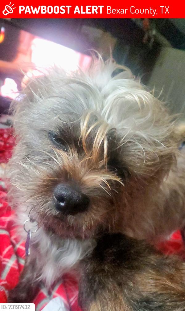Lost Female Dog last seen Sea spray dog sanctuary, Bexar County, TX 78264