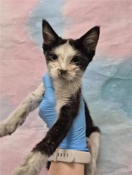 Shelter Stray Female Cat last seen ELK GROVE BLVD / WATERMAN RD, 9150 Union Park Way, Elk Grove, CA 95624, USA