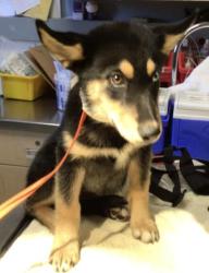 Shelter Stray Female Dog last seen Near BLOCK CAJALCO RD, PERRIS, CA, 6851 Van Buren Boulevard, Jurupa Valley, CA 92509, USA