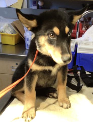 Shelter Stray Female Dog last seen Near BLOCK CAJALCO RD, PERRIS, CA, 6851 Van Buren Boulevard, Jurupa Valley, CA 92509, USA