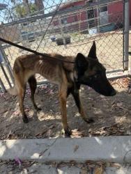 Shelter Stray Male Dog last seen , 4275 Elton St, Baldwin Park, CA 91706, USA
