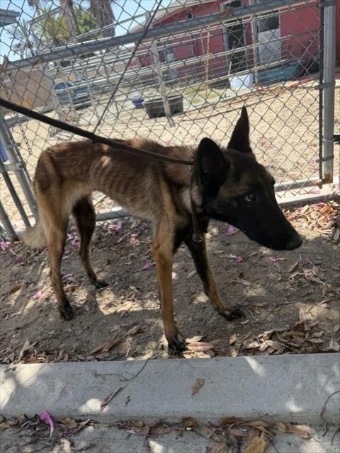 Shelter Stray Male Dog last seen , 4275 Elton St, Baldwin Park, CA 91706, USA