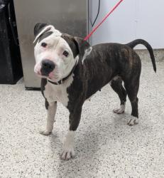Shelter Stray Female Dog last seen Near BLOCK WOODROW WILSON ST, DETROIT MI 48206, 7401 Chrysler Dr, Detroit, MI 48211, USA