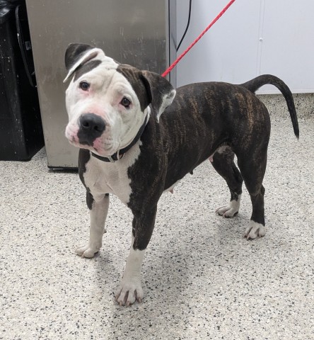 Shelter Stray Female Dog last seen Near BLOCK WOODROW WILSON ST, DETROIT MI 48206, 7401 Chrysler Dr, Detroit, MI 48211, USA