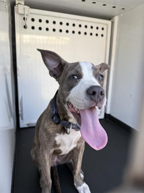 Shelter Stray Female Dog last seen Near BLK CHESTER AV BAKERSFIELD,CA, 201 S Mt Vernon Ave, Bakersfield, CA 93307, USA