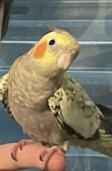 Lost Female Bird last seen Water tower then flew towards Gooden Beach Blvd, Indian Harbour Beach, FL 32937