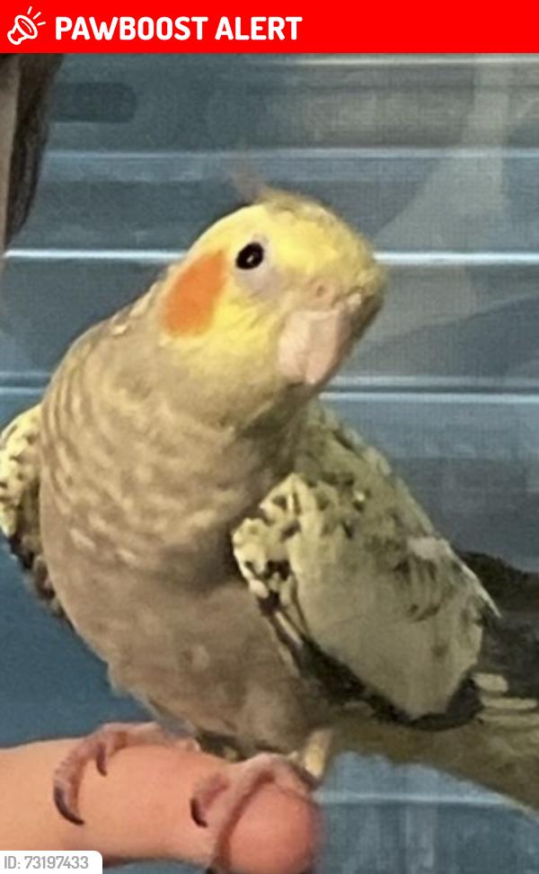 Lost Female Bird last seen Water tower then flew towards Gooden Beach Blvd, Indian Harbour Beach, FL 32937