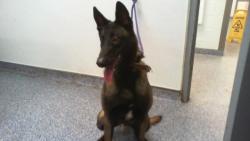 Shelter Stray Male Dog last seen CHARLOTTE, 8315 Byrum Dr, Charlotte, NC 28217, USA