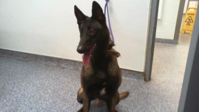 Shelter Stray Male Dog last seen CHARLOTTE, 8315 Byrum Dr, Charlotte, NC 28217, USA