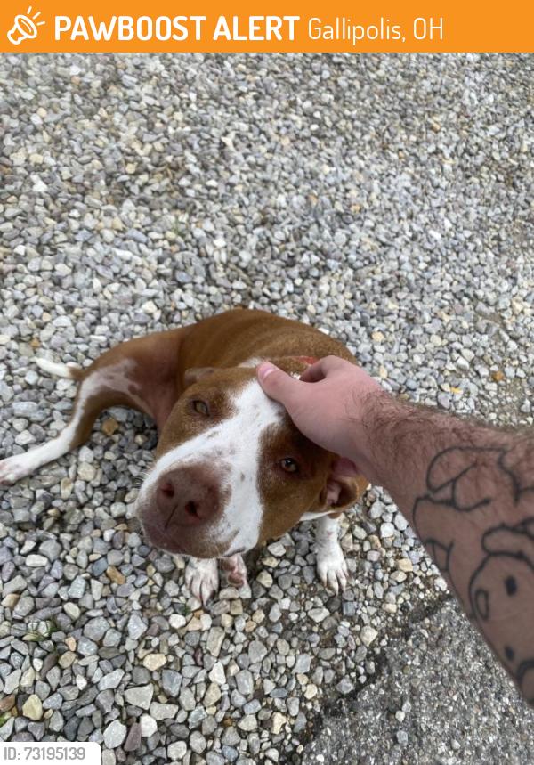 Found/Stray Female Dog last seen By guinthers, Gallipolis, OH 45631