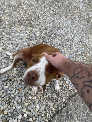 Found/Stray Female Dog last seen By guinthers, Gallipolis, OH 45631