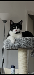 Lost Male Cat last seen Communal gardens, Greater London, England SE18 5QD