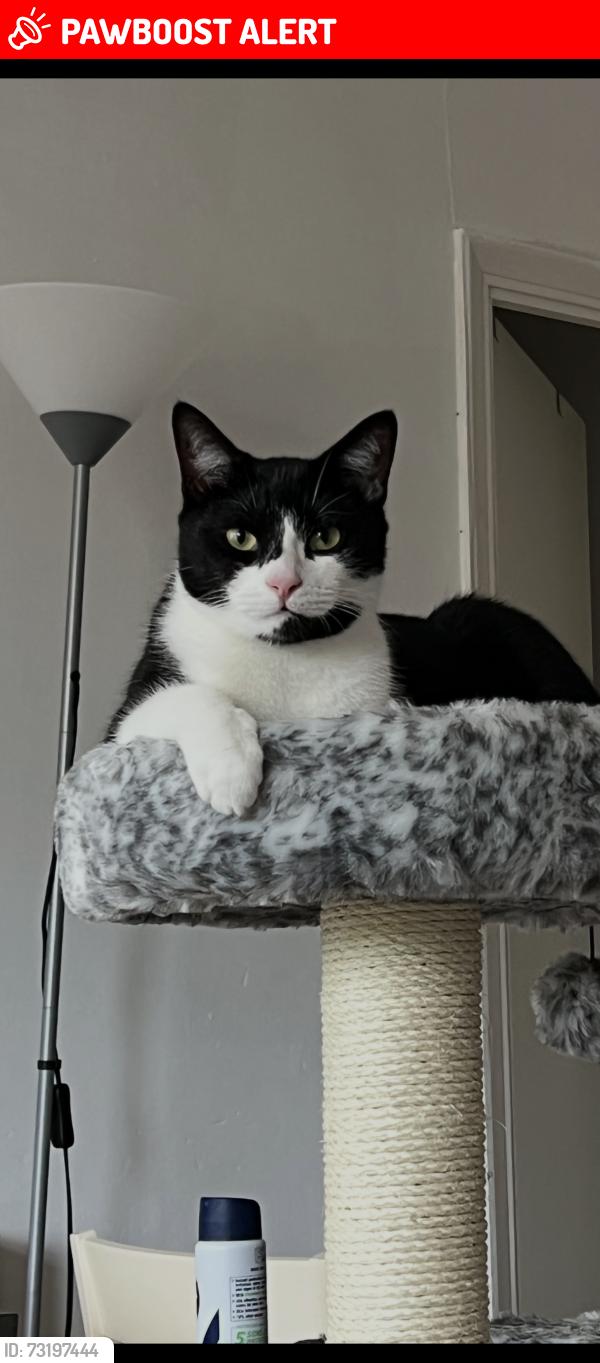 Lost Male Cat last seen Communal gardens, Greater London, England SE18 5QD