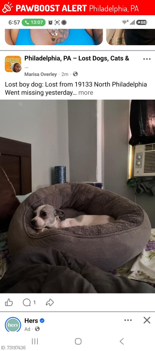 Lost Male Dog last seen Glenwood, Philadelphia, PA 19133