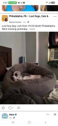 Lost Male Dog last seen Glenwood, Philadelphia, PA 19133