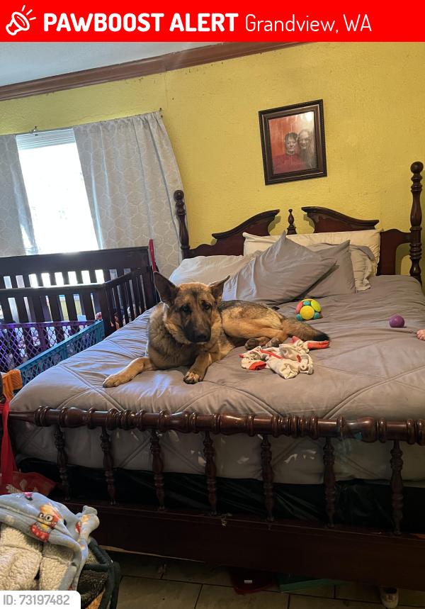 Lost Male Dog last seen Johnson and oie, Grandview, WA 98930
