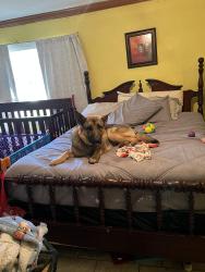 Lost Male Dog last seen Johnson and oie, Grandview, WA 98930