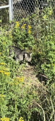 Found/Stray Unknown Cat last seen Near Park Avenue West By Concord Pacific, Surrey, BC V3T 0A8
