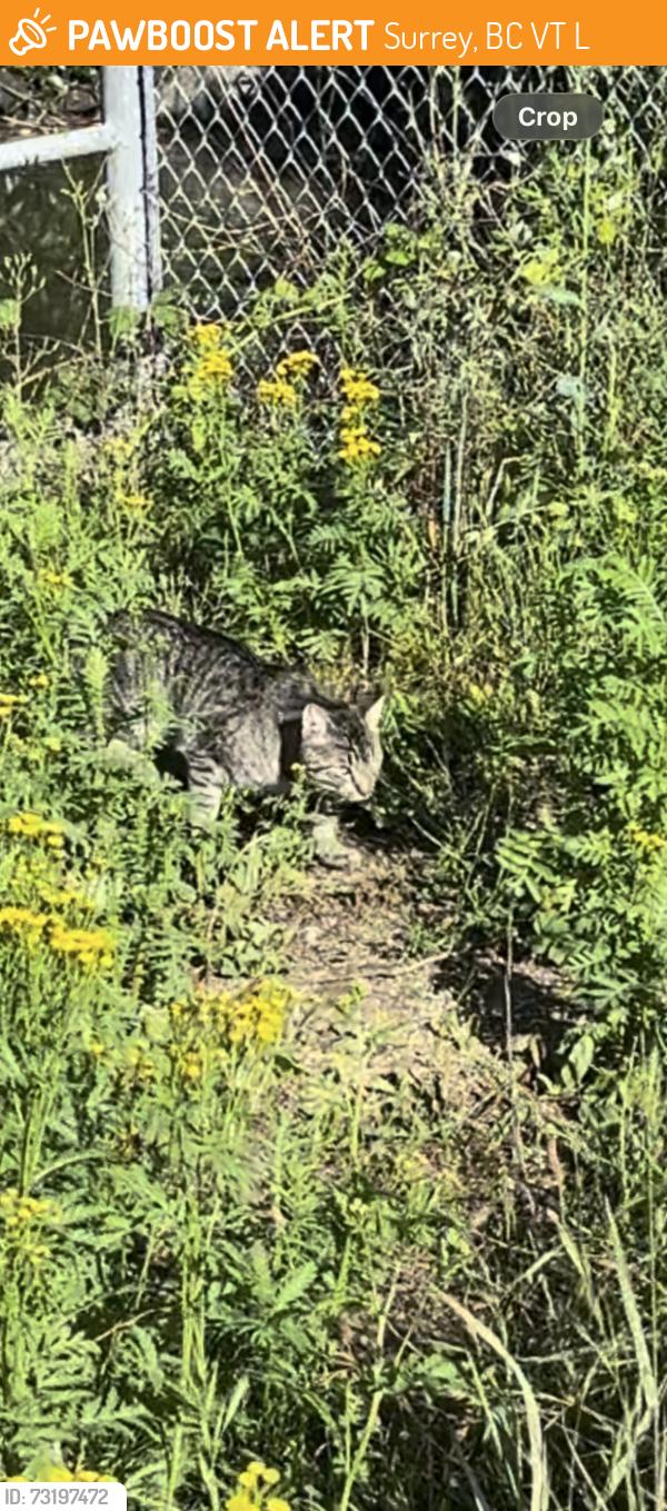 Found/Stray Unknown Cat last seen Near Park Avenue West By Concord Pacific, Surrey, BC V3T 0A8