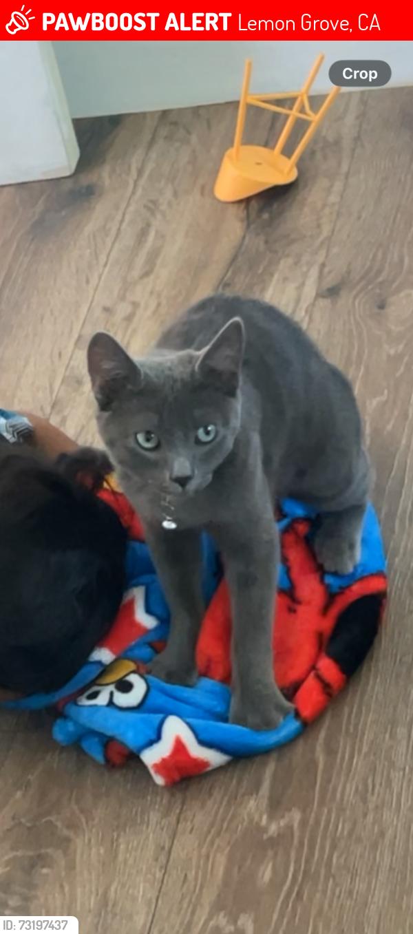 Lost Female Cat last seen Lyndine street & Alton dr, Lemon Grove, CA 91945