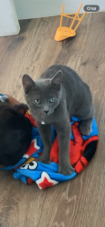 Lost Female Cat last seen Lyndine street & Alton dr, Lemon Grove, CA 91945