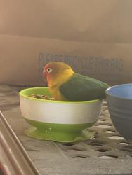 Found/Stray Unknown Bird last seen Simpson, Menifee, CA 92585