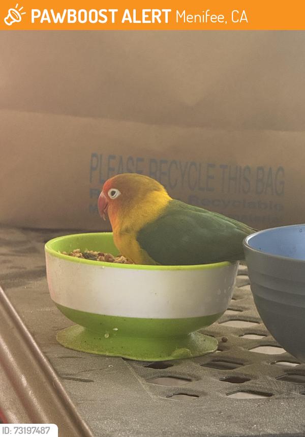 Found/Stray Unknown Bird last seen Simpson, Menifee, CA 92585