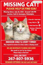 Lost Female Cat last seen Kensington ave, Philadelphia, PA 19134