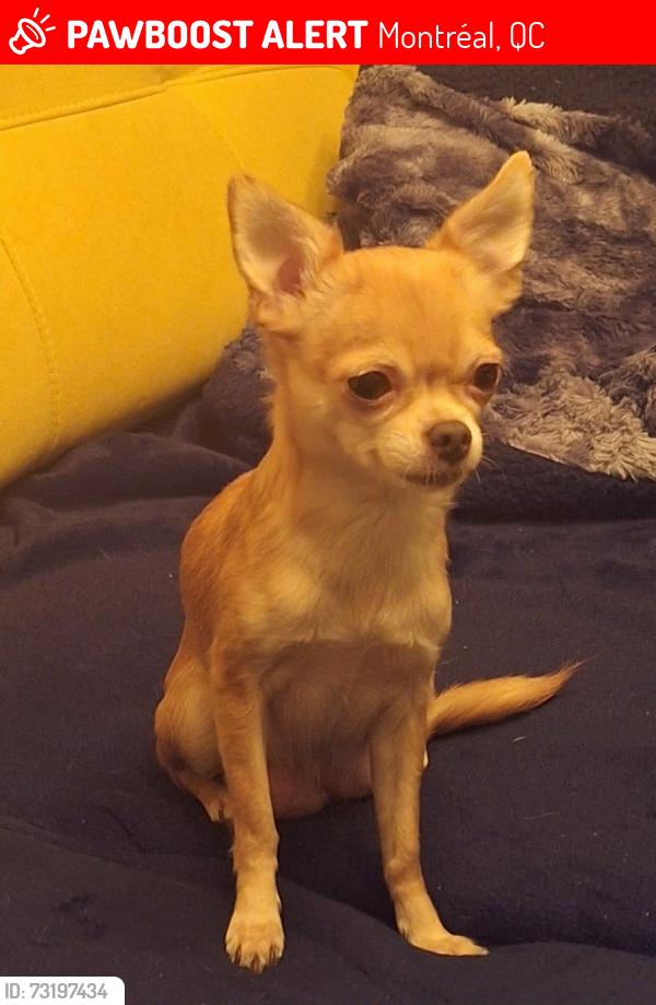 Lost Female Dog last seen St-Donat/Hochelaga, Montréal, QC 