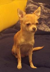 Lost Female Dog last seen St-Donat/Hochelaga, Montréal, QC 