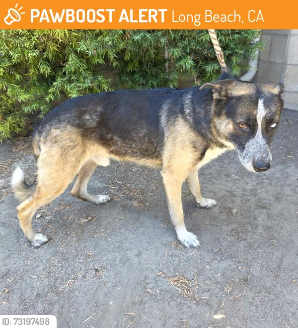 Found/Stray Male Dog last seen CHITTICK FIELD 1900 Walnut Ave, Long Beach, CA 90806, Long Beach, CA 90806